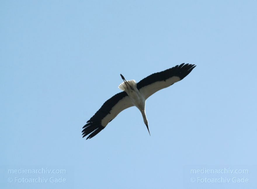 Brandenburg. Linum. Fauna Tiere. Vogel. Storch. Störche. Weißstorch (Ciconia ciconia)
18. 4. 2010. Brandenburg. Linum. Fauna Tiere. Vogel. Vögel. Storch. Störche. Weißstorch (Ciconia ciconia)
Schlüsselwörter: birds;Brandenburg;Ciconia ciconia;Ciconiidae;Fauna;Linum;Storch;Störche;Tiere;Vogel;Vögel;Weißstorch;2010