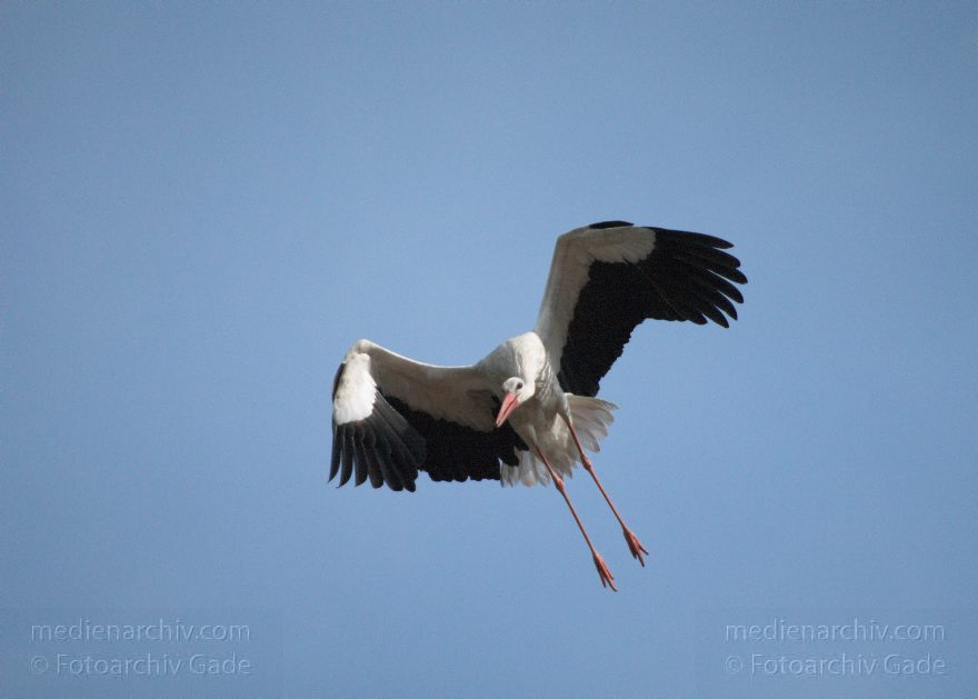 Brandenburg. Linum. Fauna Tiere. Vogel. Storch. Störche. Weißstorch (Ciconia ciconia)
23. 5. 2010. Brandenburg. Linum. Fauna Tiere. Vogel. Vögel. Storch. Störche. Weißstorch
Schlüsselwörter: birds;Brandenburg;Ciconia ciconia;Ciconiidae;Fauna;Linum;Storch;Störche;Tiere;Vogel;Vögel;Weißstorch;2010