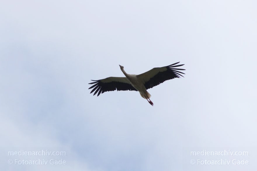 Brandenburg. Linum. Vogel. Storch im Horst.
15. 7. 2012. Brandenburg. Linum. Fauna. Tiere. Vogel. Vögel. (Ciconiidae) Zugvögel. Storch. Störche. Jungstörche im Horst. Schreitvogel. Weißstorch (Ciconia ciconia)
Schlüsselwörter: birds;Brandenburg;Ciconiidae;Horst;Linum;Storch;Störche;Vogel;Vögel;2012