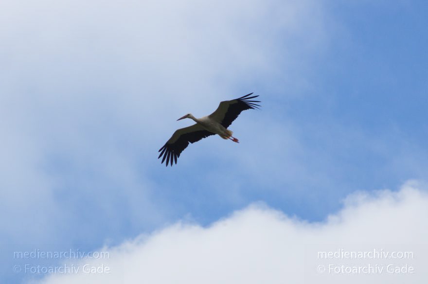 Brandenburg. Linum. Vogel. Storch im Horst.
15. 7. 2012. Brandenburg. Linum. Fauna. Tiere. Vogel. Vögel. (Ciconiidae) Zugvögel. Storch. Störche. Jungstörche im Horst. Schreitvogel. Weißstorch (Ciconia ciconia)
Schlüsselwörter: birds;Brandenburg;Ciconiidae;Horst;Linum;Storch;Störche;Vogel;Vögel;2012