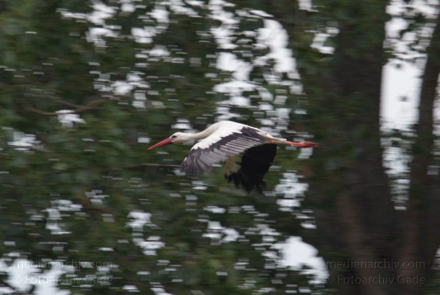 Brandenburg. Rhinlich. Orion. Fliegender Storch
27. 7. 2012. Brandenburg. Rhinluch. Orion. Fauna. Tiere. Vogel. Vögel. Fliegender Storch
Schlüsselwörter: birds;Brandenburg;Fauna;Fliegender;Orion;Rhinluch;Sigma AF Apo 400mm;Storch;Störche;Tiere;Vogel;Vögel;2012