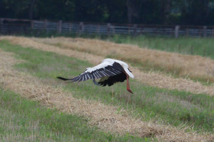 Brandenburg. Rhinlich. Orion. Fliegender Storch
27. 7. 2012. Brandenburg. Rhinluch. Orion. Fauna. Tiere. Vogel. Vögel. Fliegender Storch
Schlüsselwörter: birds;Brandenburg;Fauna;Fliegender;Orion;Rhinluch;Sigma AF Apo 400mm;Storch;Störche;Tiere;Vogel;Vögel;2012