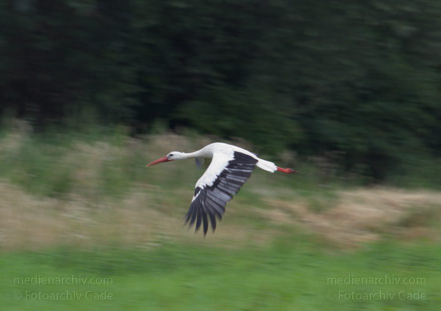Brandenburg. Rhinlich. Orion. Fliegender Storch
27. 7. 2012. Brandenburg. Rhinluch. Orion. Fauna. Tiere. Vogel. Vögel. Fliegender Storch
Schlüsselwörter: birds;Brandenburg;Fauna;Fliegender;Orion;Rhinluch;Sigma AF Apo 400mm;Storch;Störche;Tiere;Vogel;Vögel;2012