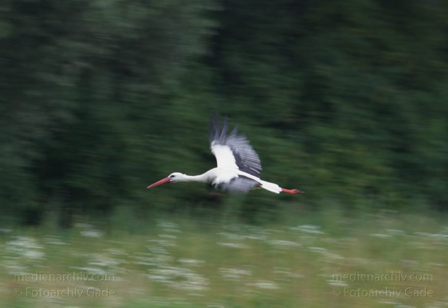 Brandenburg. Rhinlich. Orion. Fliegender Storch
27. 7. 2012. Brandenburg. Rhinluch. Orion. Fauna. Tiere. Vogel. Vögel. Fliegender Storch
Schlüsselwörter: birds;Brandenburg;Fauna;Fliegender;Orion;Rhinluch;Sigma AF Apo 400mm;Storch;Störche;Tiere;Vogel;Vögel;2012