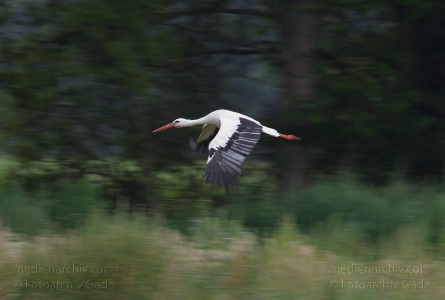 Brandenburg. Rhinlich. Orion. Fliegender Storch
27. 7. 2012. Brandenburg. Rhinluch. Orion. Fauna. Tiere. Vogel. Vögel. Fliegender Storch
Schlüsselwörter: birds;Brandenburg;Fauna;Fliegender;Orion;Rhinluch;Sigma AF Apo 400mm;Storch;Störche;Tiere;Vogel;Vögel;2012
