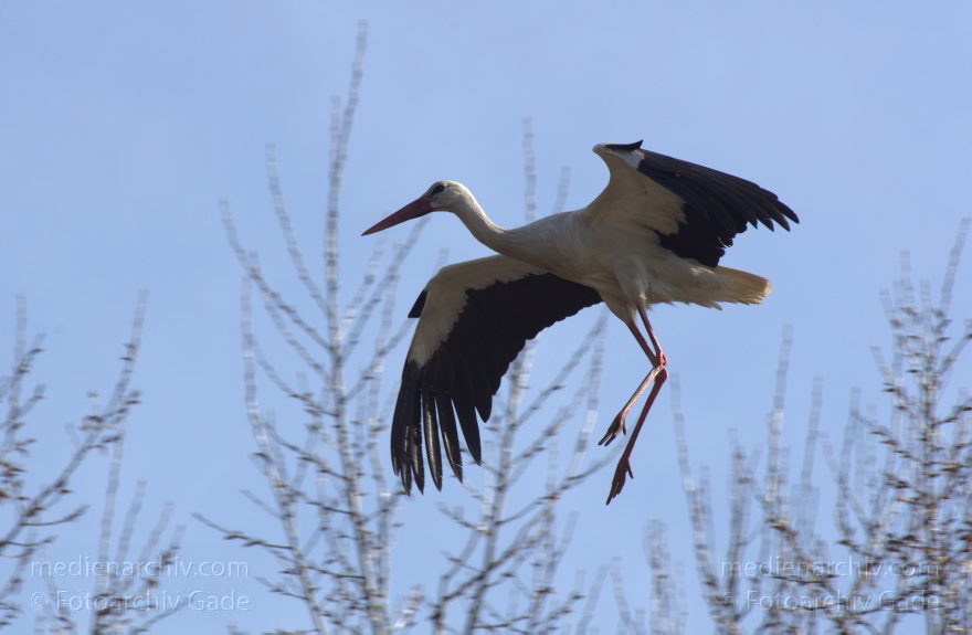 Brandenburg. Linum. Vogel. Storch im Horst.
20. 4. 2013. Brandenburg. Linum. Fauna. Tiere. Vogel. Vögel. Zugvögel. Storch. Störche. Jungstörche im Horst.
Schlüsselwörter: birds;Brandenburg;Horst;Linum;Rhinluch;Storch;Störche;Vogel;Vögel;2013