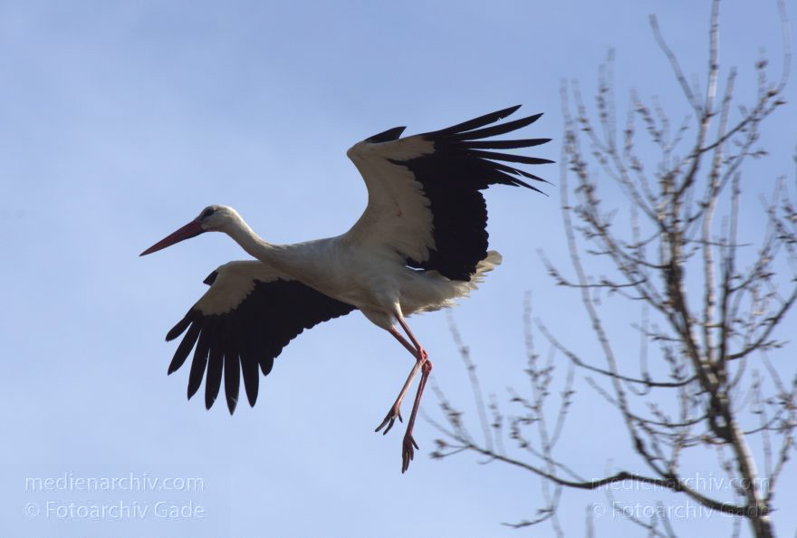 Brandenburg. Linum. Vogel. Storch im Horst.
20. 4. 2013. Brandenburg. Linum. Fauna. Tiere. Vogel. Vögel. Zugvögel. Storch. Störche. Jungstörche im Horst.
Schlüsselwörter: birds;Brandenburg;Horst;Linum;Rhinluch;Storch;Störche;Vogel;Vögel;2013