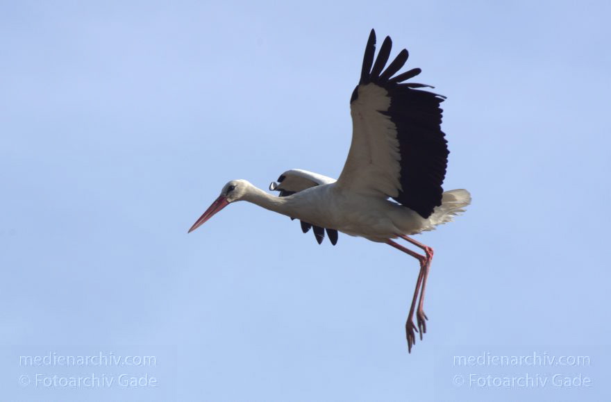 Brandenburg. Linum. Vogel. Storch im Horst.
20. 4. 2013. Brandenburg. Linum. Fauna. Tiere. Vogel. Vögel. Zugvögel. Storch. Störche. Jungstörche im Horst.
Schlüsselwörter: birds;Brandenburg;Horst;Linum;Rhinluch;Storch;Störche;Vogel;Vögel;2013