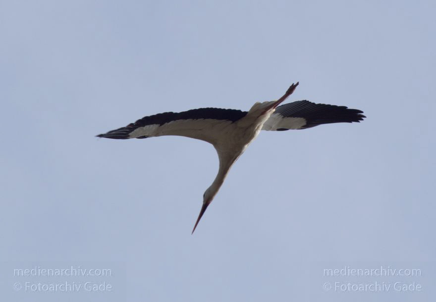Brandenburg. Linum. Vogel. Storch im Horst.
20. 4. 2013. Brandenburg. Linum. Fauna. Tiere. Vogel. Vögel. Zugvögel. Storch. Störche. Jungstörche im Horst.
Schlüsselwörter: birds;Brandenburg;Horst;Linum;Rhinluch;Storch;Störche;Vogel;Vögel;2013