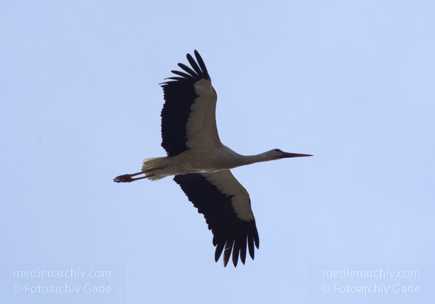 Brandenburg. Linum. Vogel. Storch im Horst.
20. 4. 2013. Brandenburg. Linum. Fauna. Tiere. Vogel. Vögel. Zugvögel. Storch. Störche. Jungstörche im Horst.
Schlüsselwörter: birds;Brandenburg;Horst;Linum;Rhinluch;Storch;Störche;Vogel;Vögel;2013