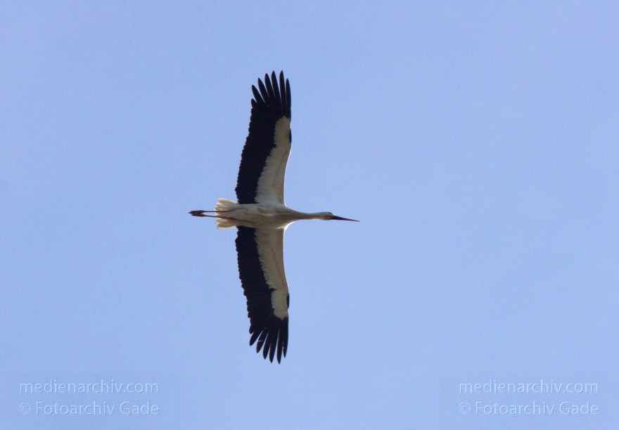 Brandenburg. Linum. Vogel. Storch im Horst.
20. 4. 2013. Brandenburg. Linum. Fauna. Tiere. Vogel. Vögel. Zugvögel. Storch. Störche. Jungstörche im Horst.
Schlüsselwörter: birds;Brandenburg;Horst;Linum;Rhinluch;Storch;Störche;Vogel;Vögel;2013