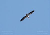 Dateiname=Vogel-Storch-20100418-046.jpg
Dateigröße=72KB
Abmessungen: 880x611
hinzugefügt am: 06. Januar 2016 Vogel-Storch-20100418-046.jpg
