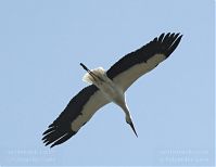 Dateiname=Vogel-Storch-20100418-085a.jpg
Dateigröße=75KB
Abmessungen: 880x681
hinzugefügt am: 06. Januar 2016 Vogel-Storch-20100418-085a.jpg