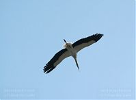 Dateiname=Vogel-Storch-20100418-086.jpg
Dateigröße=54KB
Abmessungen: 880x646
hinzugefügt am: 06. Januar 2016 Vogel-Storch-20100418-086.jpg