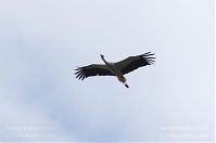 Dateiname=Vogel-Storch-20120715-109.jpg
Dateigröße=51KB
Abmessungen: 880x584
hinzugefügt am: 06. Januar 2016 Vogel-Storch-20120715-109.jpg