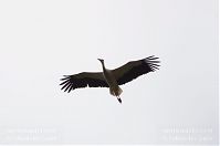 Dateiname=Vogel-Storch-20120715-111.jpg
Dateigröße=49KB
Abmessungen: 880x584
hinzugefügt am: 06. Januar 2016 Vogel-Storch-20120715-111.jpg