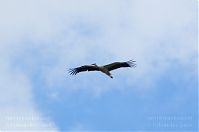 Dateiname=Vogel-Storch-20120715-114.jpg
Dateigröße=64KB
Abmessungen: 880x584
hinzugefügt am: 06. Januar 2016 Vogel-Storch-20120715-114.jpg