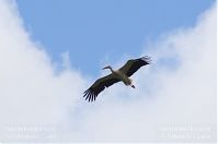 Dateiname=Vogel-Storch-20120715-115.jpg
Dateigröße=65KB
Abmessungen: 880x584
hinzugefügt am: 06. Januar 2016 Vogel-Storch-20120715-115.jpg