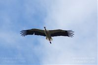 Dateiname=Vogel-Storch-20120715-117.jpg
Dateigröße=67KB
Abmessungen: 880x584
hinzugefügt am: 06. Januar 2016 Vogel-Storch-20120715-117.jpg