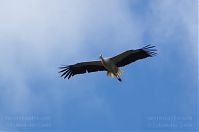 Dateiname=Vogel-Storch-20120715-119.jpg
Dateigröße=64KB
Abmessungen: 880x584
hinzugefügt am: 06. Januar 2016 Vogel-Storch-20120715-119.jpg