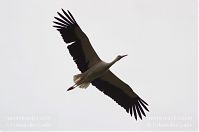 Dateiname=Vogel-Storch-20120715-121.jpg
Dateigröße=61KB
Abmessungen: 880x584
hinzugefügt am: 06. Januar 2016 Vogel-Storch-20120715-121.jpg