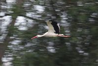 Dateiname=Vogel-Storch-20120728-154.jpg
Dateigröße=144KB
Abmessungen: 880x593
hinzugefügt am: 06. Januar 2016 Vogel-Storch-20120728-154.jpg