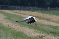 Dateiname=Vogel-Storch-20120728-160.jpg
Dateigröße=160KB
Abmessungen: 880x585
hinzugefügt am: 06. Januar 2016 Vogel-Storch-20120728-160.jpg