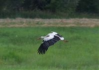 Vogel-Storch-20120728-161.jpg