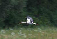 Dateiname=Vogel-Storch-20120728-163.jpg
Dateigröße=99KB
Abmessungen: 880x605
hinzugefügt am: 06. Januar 2016 Vogel-Storch-20120728-163.jpg