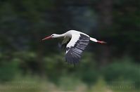 Vogel-Storch-20120728-164a.jpg