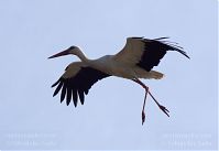 Vogel-Storch-20130420-115.jpg