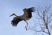 Dateiname=Vogel-Storch-20130420-117.jpg
Dateigröße=113KB
Abmessungen: 880x594
hinzugefügt am: 06. Januar 2016 Vogel-Storch-20130420-117.jpg