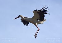 Dateiname=Vogel-Storch-20130420-118.jpg
Dateigröße=72KB
Abmessungen: 880x605
hinzugefügt am: 06. Januar 2016 Vogel-Storch-20130420-118.jpg