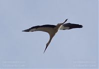 Vogel-Storch-20130420-134.jpg