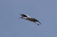 Vogel-Storch-20130420-135.jpg