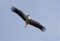 Dateiname=Vogel-Storch-20130420-137.jpg
Dateigröße=58KB
Abmessungen: 880x603
hinzugefügt am: 06. Januar 2016 Vogel-Storch-20130420-137.jpg