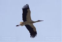 Vogel-Storch-20130420-138.jpg