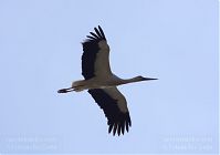 Vogel-Storch-20130420-139.jpg