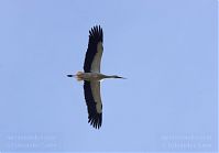 Vogel-Storch-20130420-141.jpg