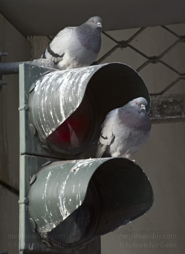 Vogel. Tauben auf einer Ampel. Columbidae
23. 2. 2012. Berlin. Mitte. Moabit. Fauna. Tiere. Vogel. Tauben auf einer Ampel. Columbidae
Schlüsselwörter: Ampeln;Berlin;birds;Einkaufsstraße;Moabit;Tauben;Tiergarten;Turmstraße;Vogel;Vögel;2012;Mitte