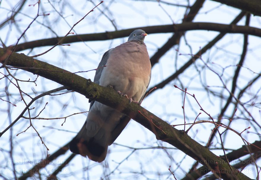 Taube auf einem Zweig
8. 3. 2012. Berlin. Fauna. Tiere. Vogel. Taube auf einem Zweig. Tauben. Columbidae
Schlüsselwörter: Tauben;Vogel;Fauna;Columbidae;2012;Berlin