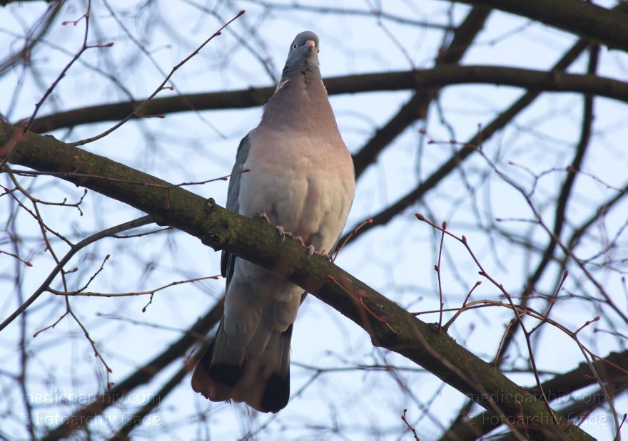 Taube auf einem Zweig
8. 3. 2012. Berlin. Fauna. Tiere. Vogel. Taube auf einem Zweig. Tauben. Columbidae
Schlüsselwörter: Tauben;Vogel;Fauna;Columbidae;2012;Berlin