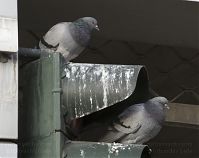 Vogel-Taube-20120223-242.jpg