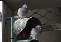Vogel-Taube-20120223-243.jpg