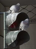 Vogel-Taube-20120223-244.jpg