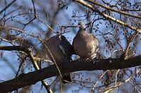 Vogel-Taube-20120226-039.jpg