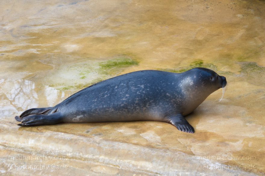 Berlin. Zoologischer Garten. Robbe
3. 12. 2015. Berlin. Tiergarten. Zoologischer Garten. Tier. Robbe
Schlüsselwörter: 2015;Berlin;Robbe;Tier;Tiergarten;Zoo;Zoologischer Garten
