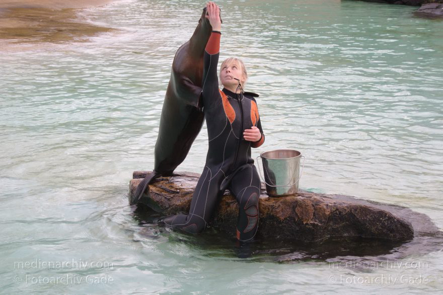 Dressur Kalifornischer Seelöwe im Berliner Zoo
3. 12. 2015. Berlin. Tiergarten. Zoologischer Garten. Tier. Robbe. Kalifornischer Seelöwe. Fütterung und Training. Zalophus californianus
Schlüsselwörter: 2015;Berlin;Dressur;Robbe;Seelöwe;Tier;Trainig;Zalophus californianus;Zoo;Zoologischer Garten
