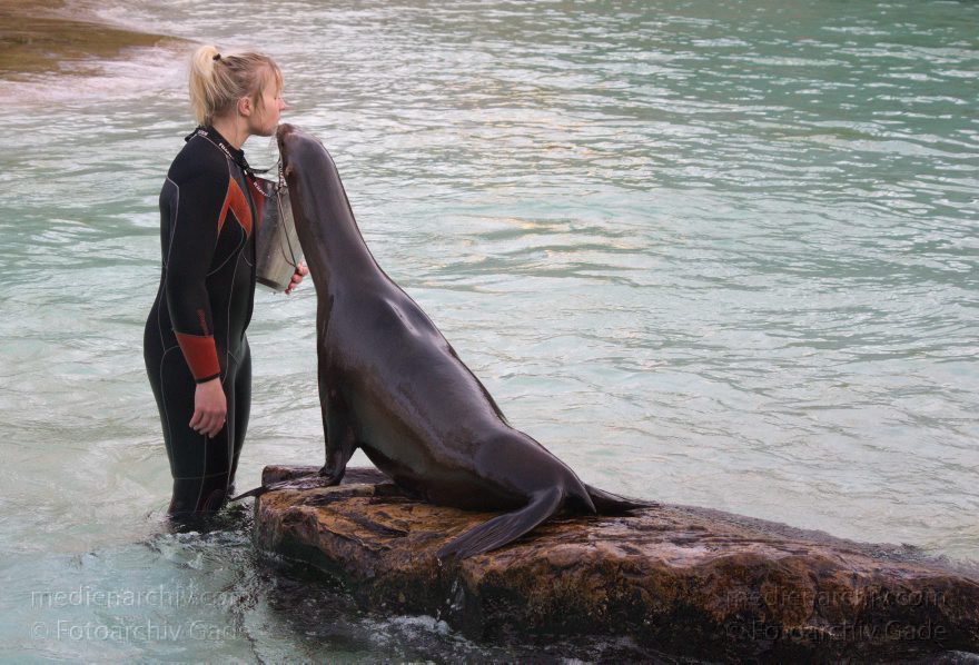 Dressur Kalifornischer Seelöwe im Berliner Zoo
3. 12. 2015. Berlin. Tiergarten. Zoologischer Garten. Tier. Robbe. Kalifornischer Seelöwe. Fütterung und Training. Zalophus californianus
Schlüsselwörter: 2015;Berlin;Dressur;Robbe;Seelöwe;Tier;Trainig;Zalophus californianus;Zoo;Zoologischer Garten
