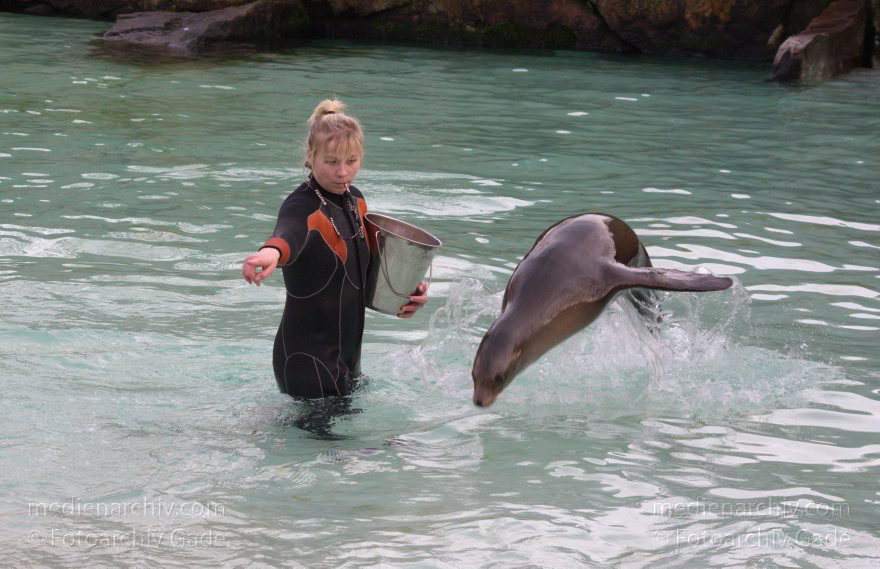 Dressur Kalifornischer Seelöwe im Berliner Zoo
3. 12. 2015. Berlin. Tiergarten. Zoologischer Garten. Tier. Robbe. Kalifornischer Seelöwe. Fütterung und Training. Zalophus californianus
Schlüsselwörter: 2015;Berlin;Dressur;Robbe;Seelöwe;Tier;Trainig;Zalophus californianus;Zoo;Zoologischer Garten